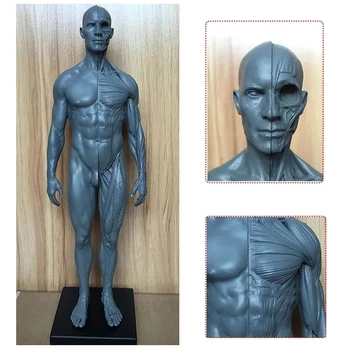 30 cm Kõrgus Inimese Anatoomia Anatoomia Kolju Veri Skulptuur Pea Keha Mudel Lihas Luu Mudel Mees ja Naine